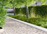 Lawn Edging 20 pcs 100 x 20 cm Steel White 8008579