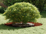suitable for Flat Tree Ring Brown 40 / 70 cm Weathering Steel 873688