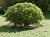 suitable for Flat Tree Rings 5 pcs Black 30 / 60 cm Steel 873663