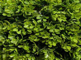 Artificial Plant 24759936