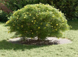 suitable for Flat Tree Ring Silver 40 / 70 cm Stainless steel 873684