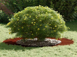 suitable for Flat Tree Rings 5 pcs Rusty 50/80 cm 873703