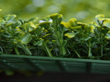 12PCS Artificial Boxwood Wall Panels 50cm x 50cm Grass Privacy Fence Screen Faux Hedge Greenery T3398P552554