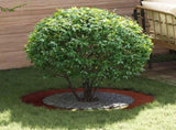 suitable for Flat Tree Rings 5 pcs Rusty 60/90 cm 873717