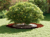 suitable for Flat Tree Rings 5 pcs Rusty 60/90 cm 873717