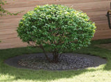 suitable for Flat Tree Ring Black 90 / 120 cm Steel 873718