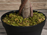 Artificial Bay Laurel Topiary Trees w/ Pot Fake, Set Of 2 120cm/4FT Indoor Greenery Plant Home T3398P344457