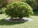 suitable for Flat Tree Ring White 60 / 90 cm Steel 873706
