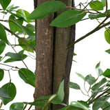 Artificial Ficus Plant 2016 Leaves 300 cm Green 4103588