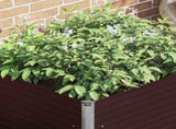 45712 Raised Garden Bed Brown 100x100x77 cm Galvanised Steel