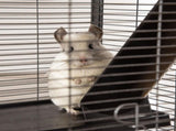 Small Animal Cage with Wheels Pet Home for Chinchillas Ferrets Kittens, with Hammock, 4 Platforms, T3398P350045