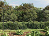 Chain Link Fence with Spike Anchors Anthracite 1.6x25 m 153980