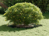 suitable for Flat Tree Rings 5 pcs Olive green 30 / 60 cm Steel 873669