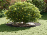 suitable for Flat Tree Rings 5 pcs Black 60 / 90 cm Steel 873705