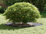 suitable for Flat Tree Rings 5 pcs Anthracite 40 / 70 cm Steel 873681