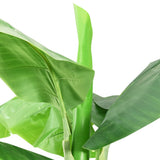 Artificial Banana Tree with Pot 300 cm Green 336315