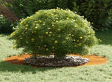 suitable for Flat Tree Ring Rusty 50/80 cm 873702