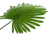 Artificial Fan Palm Tree Green 60 x 25 x 170 cm 42042064