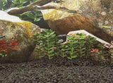 Volcanic Rocks 25 kg Black 1-2 cm 155318