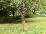 Jute Rolls 2 pcs 0,5x50 m 100% Jute 200 gsm 3206541