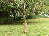 Jute Roll 0.5x50 m 100% Jute 200 gsm 155799