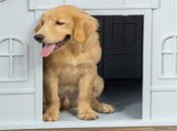 Dog Crate 63219268