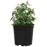 Flower Pot 200 pcs Black 15 x 13 cm Plastic 42029495