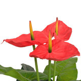 Artificial Anthurium Plant with Pot 90 cm Red and Yellow 244447