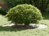 suitable for Flat Tree Rings 5 pcs White 50 / 80 cm Steel 873693