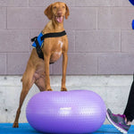 ZNTS FitPAWS Pet Balance Ball TRAX Donut 55 cm Purple 428432