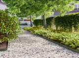 Lawn Edgings 50 pcs Olive Green 10x103 cm Cold-rolled Steel 860139