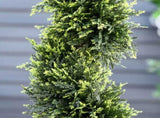 90cm/3FT Artificial Trees, Spiral Topiary Trees w/ Pot Set Of 2, Fake Indoor Greenery Plant Home T3398P329871