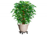 Plant Trolleys with Wheels 3 pcs Diameter 40 cm Black 275 kg 3143919