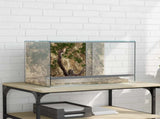 Terrarium with Storage Transparent 50 x 30 x 30 cm Glass 42020390