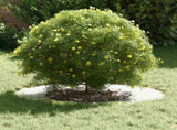 suitable for Flat Tree Rings 5 pcs Silver 40 / 70 cm 873687