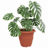 Round Flower Pot 24 pcs Brick Red 26 x 21.5 cm Plastic 42020290