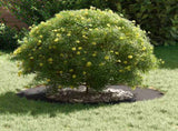 suitable for Flat Tree Ring Black 40 / 70 cm Steel 873676