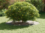 suitable for Flat Tree Ring Silver 60 / 90 cm Galvanised steel 873714