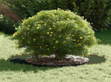 suitable for Flat Tree Ring Olive green 50/80 cm Steel 873696