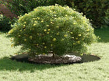 suitable for Flat Tree Rings 5 pcs Olive green 40 / 70 cm Steel 873683