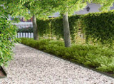 Lawn Edging 30 pcs 102 x 4 x 4 cm Steel Olive Green 8008728