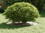 suitable for Flat Tree Rings 5 pcs White 30 / 60 cm Steel 873665