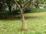 Jute Roll 0.25x100 m 100% Jute 200 gsm 155794