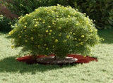 suitable for Flat Tree Ring Rusty 30/60 cm 873674