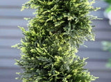 90cm/3FT Artificial Trees, Spiral Topiary Trees w/ Pot Set Of 2, Fake Indoor Greenery Plant Home T3398P329871