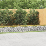 Arched Gabion Raised Bed 600x50x50 cm Galvanised Iron 153544