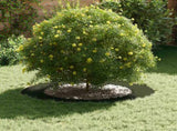 suitable for Flat Tree Rings 5 pcs Olive green 60 / 90 cm Steel 873711