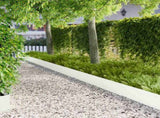 Lawn Edging 20 pcs 103 x 25 cm Steel White 8008493