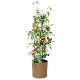 Tomato Grower Naturo ECO 39 x 139 cm WPC 42033418