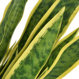 Artificial Sansevieria Plant with Pot 90 cm Green 244427